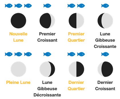 activité des poissons selon la lune