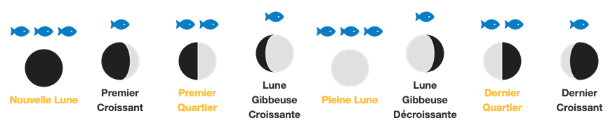 activité des poissons selon la lune